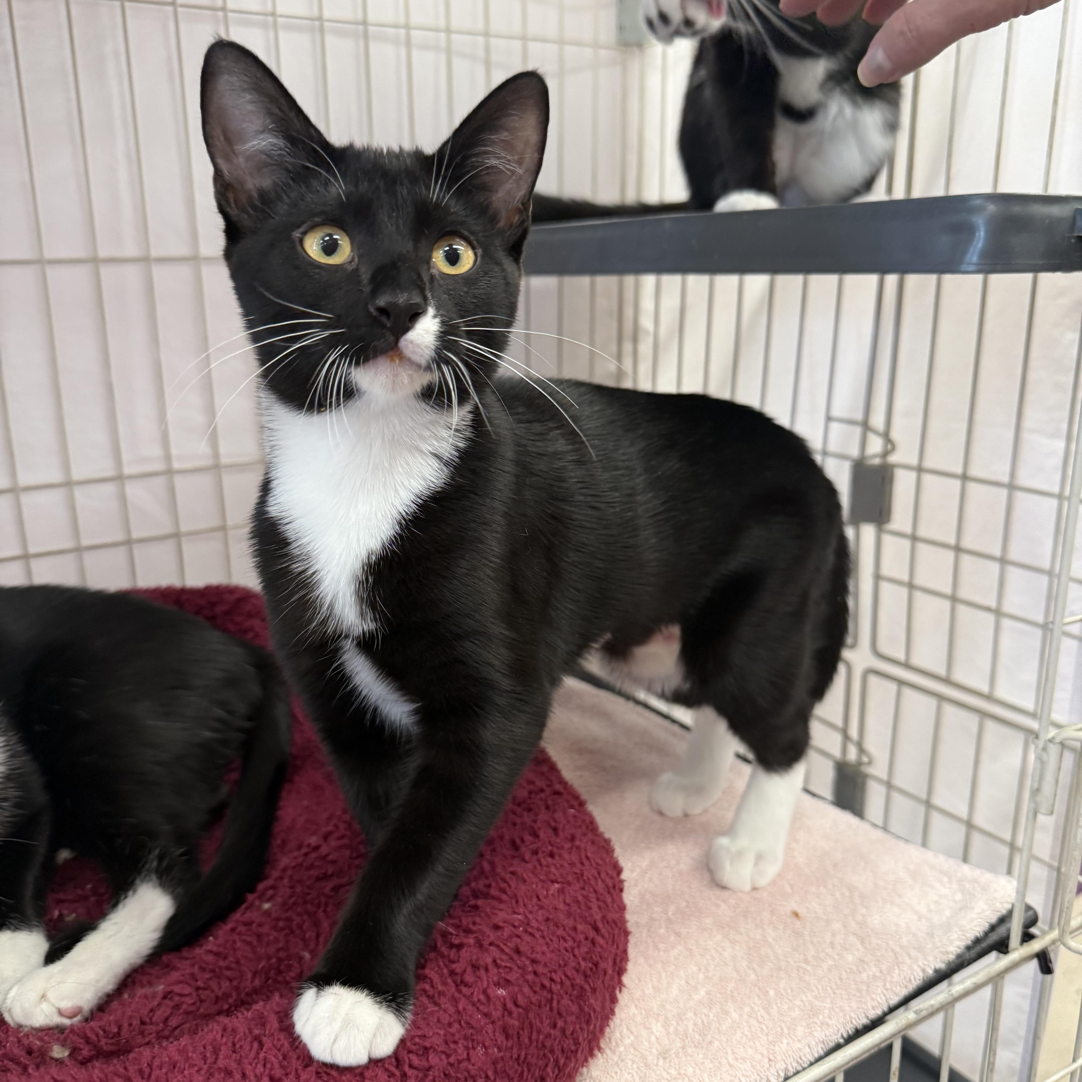 Naya, ADOPTABLE, Kitten Female Domestic Short Hair & Tuxedo.