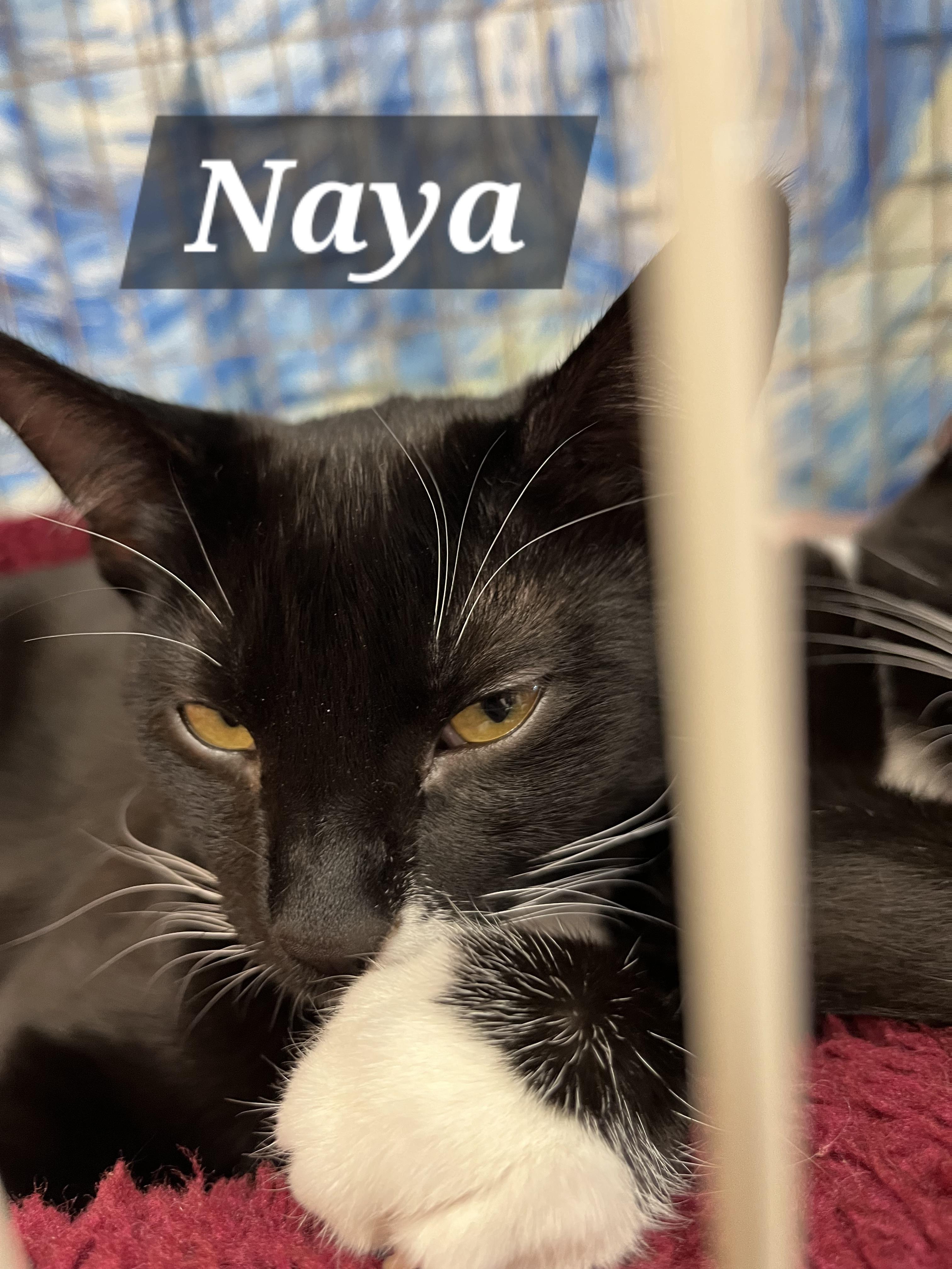 Naya, a ADOPTABLE mixed breed in Albuquerque, NM image 4/6