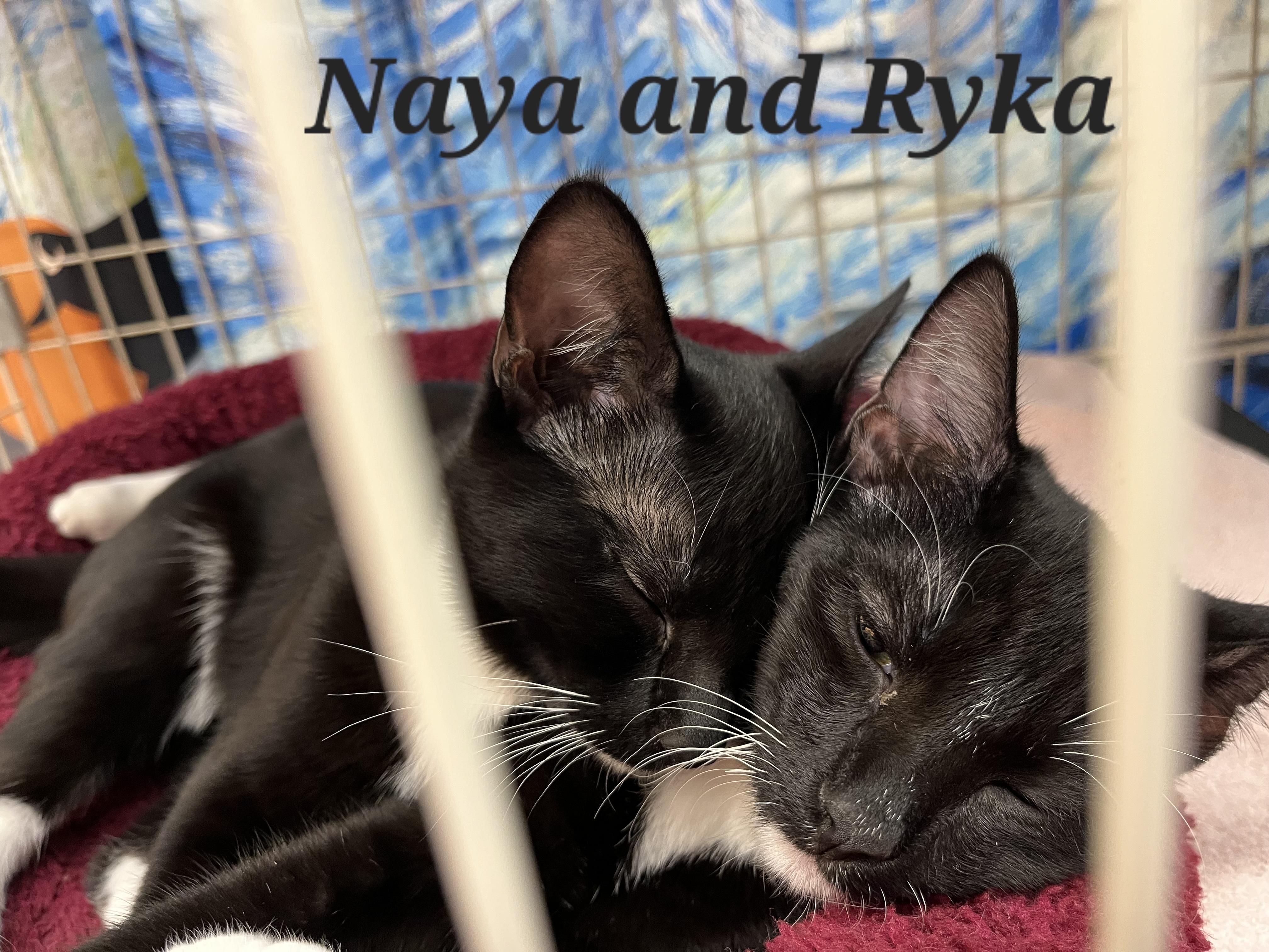 Naya, a ADOPTABLE mixed breed in Albuquerque, NM image 5/6