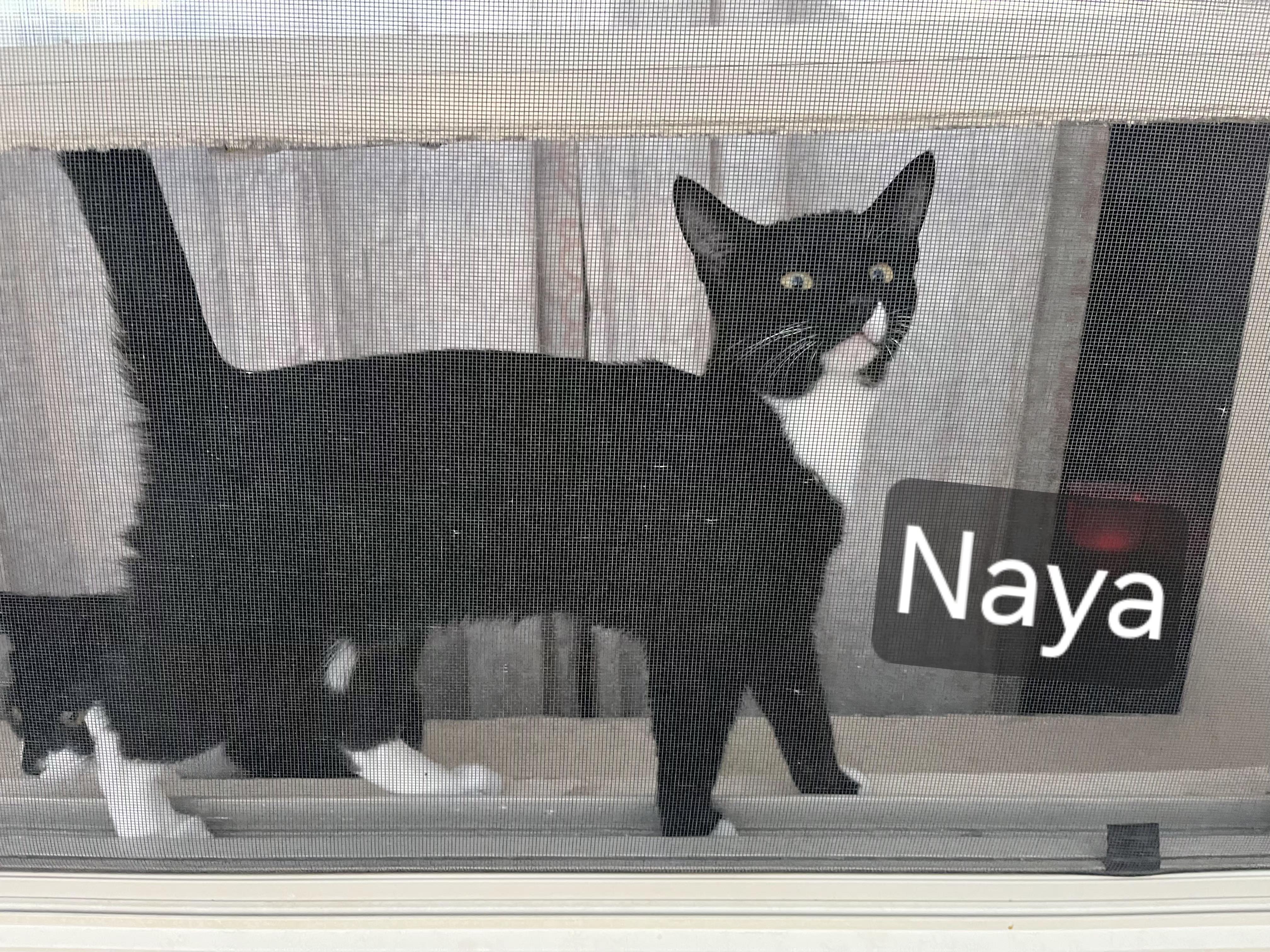 Naya, a ADOPTABLE mixed breed in Albuquerque, NM image 2/6