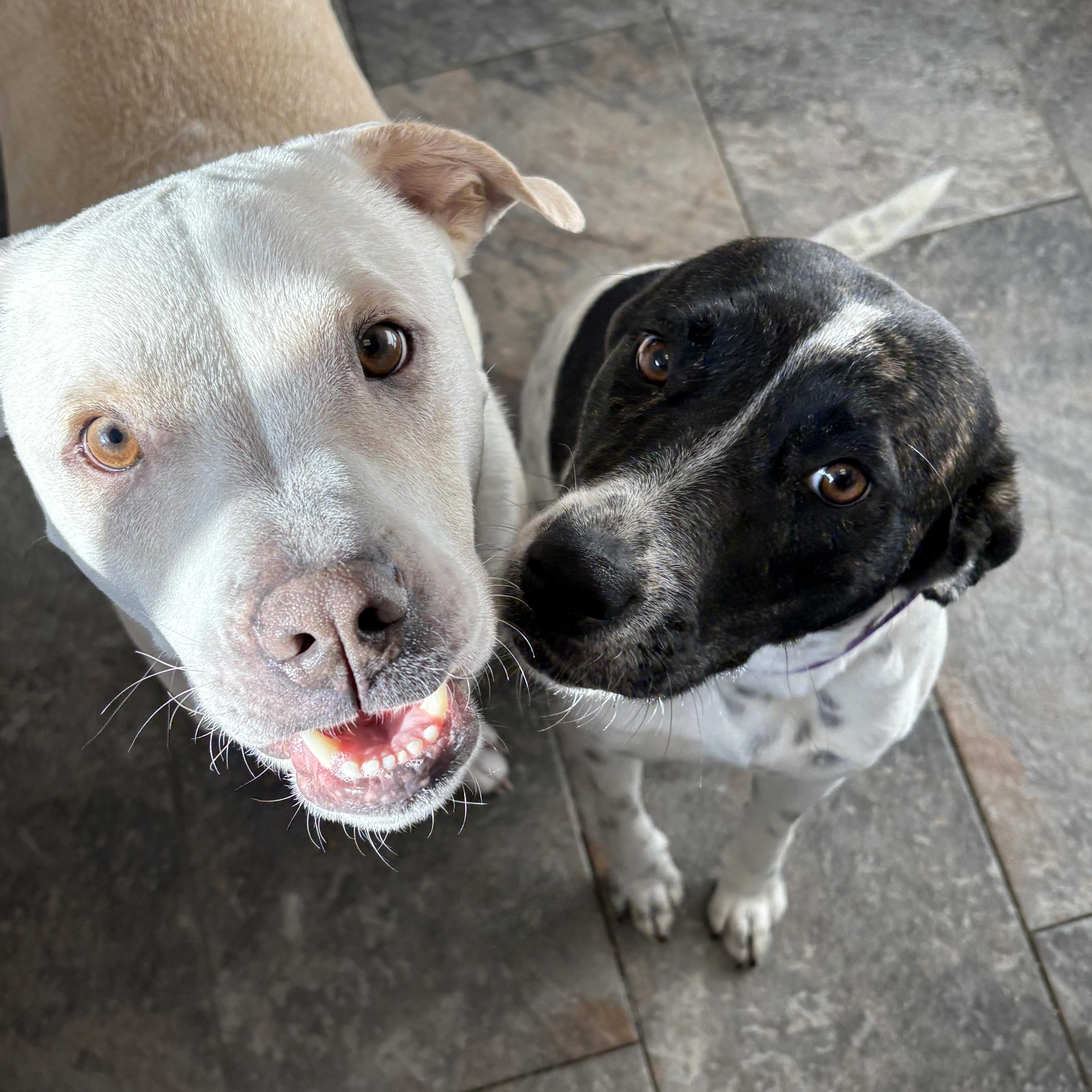 Cinnamon Spice, an adopted mixed breed in Hillsdale, NY image 4/6