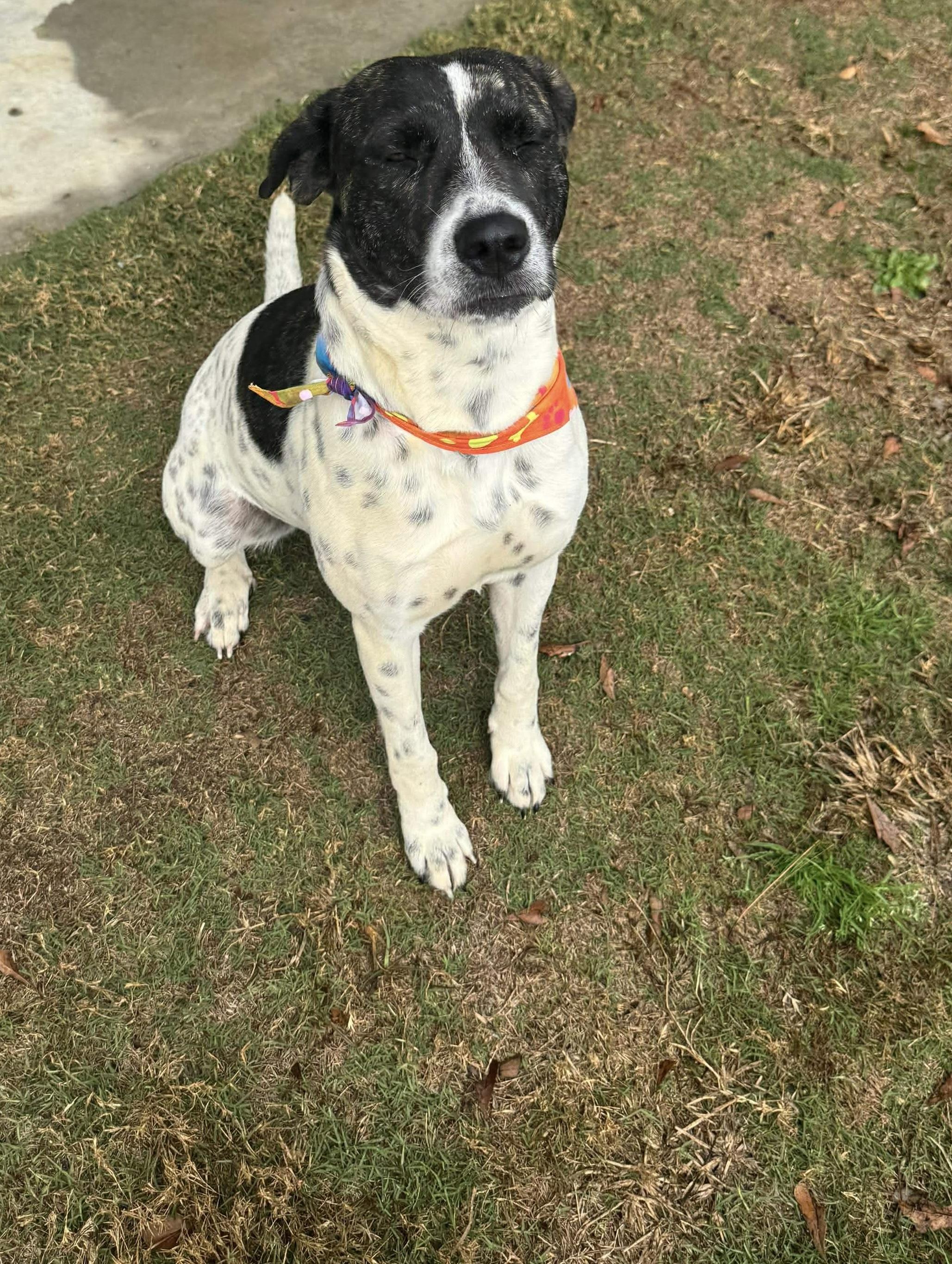 Enlarge Cinnamon Spice, a ADOPTABLE mixed breed in Hillsdale, NY image 2/3