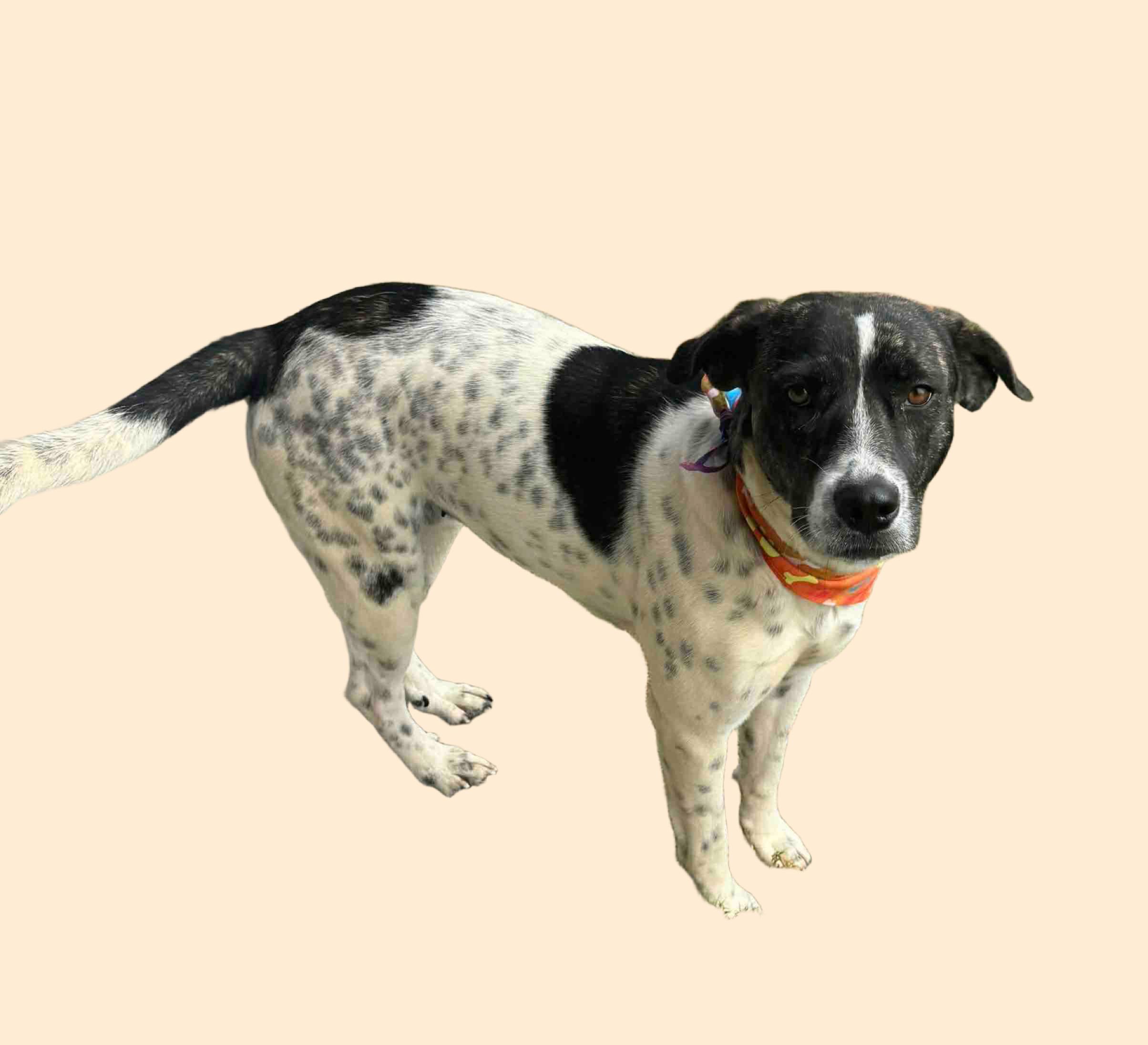 Enlarge Cinnamon Spice, a ADOPTABLE mixed breed in Hillsdale, NY image 1/3