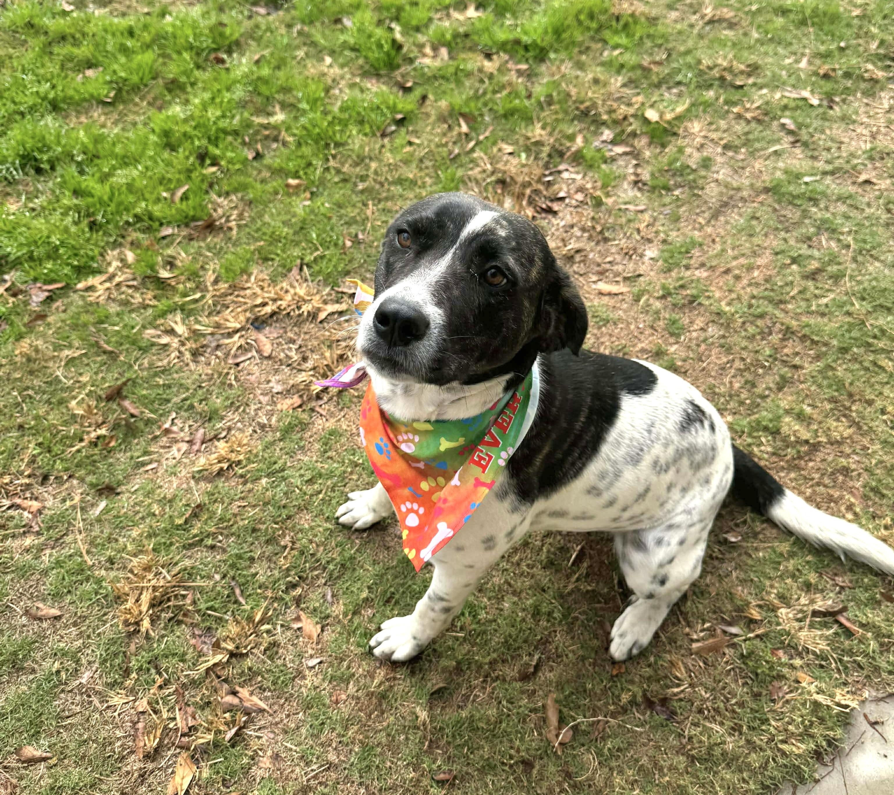Enlarge Cinnamon Spice, a ADOPTABLE mixed breed in Hillsdale, NY image 3/3