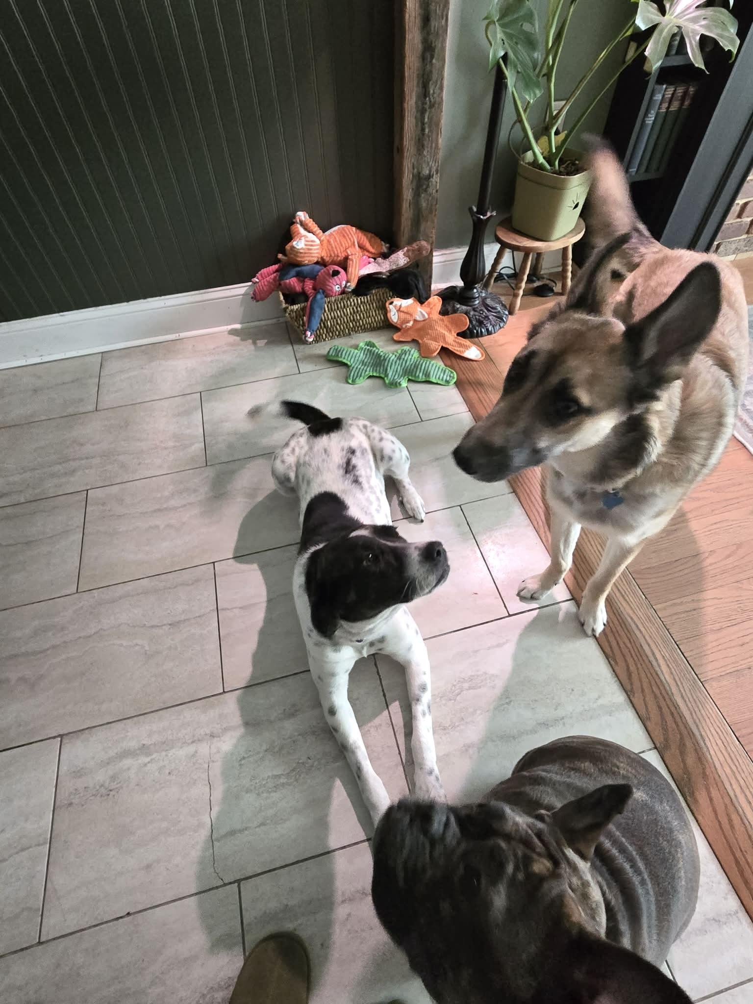 Cinnamon Spice, an adopted mixed breed in Hillsdale, NY image 3/6