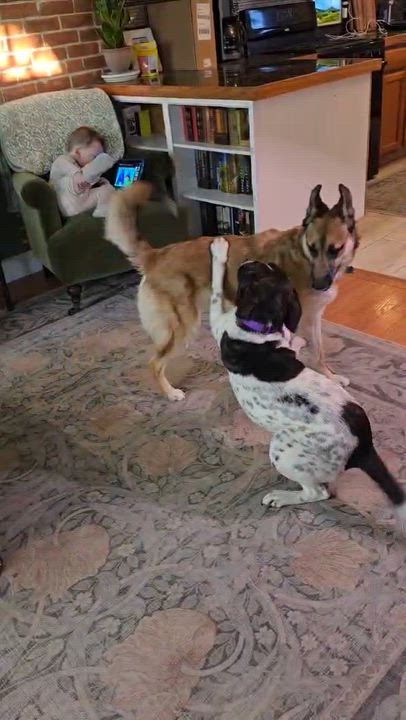 Enlarge Cinnamon Spice, an adopted mixed breed in Hillsdale, NY video 6/6