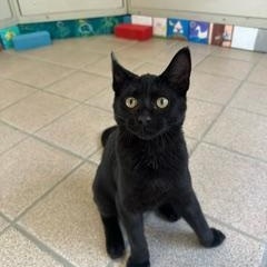 Enlarge Jack, an adopted mixed breed in Spring Valley, CA image 1/2