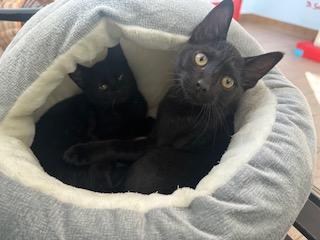 Enlarge Jack, an adopted mixed breed in Spring Valley, CA image 2/2