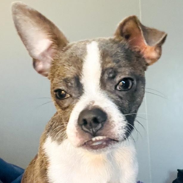 Enlarge Rex, a ADOPTABLE mixed breed in Toledo, OH image 3/5