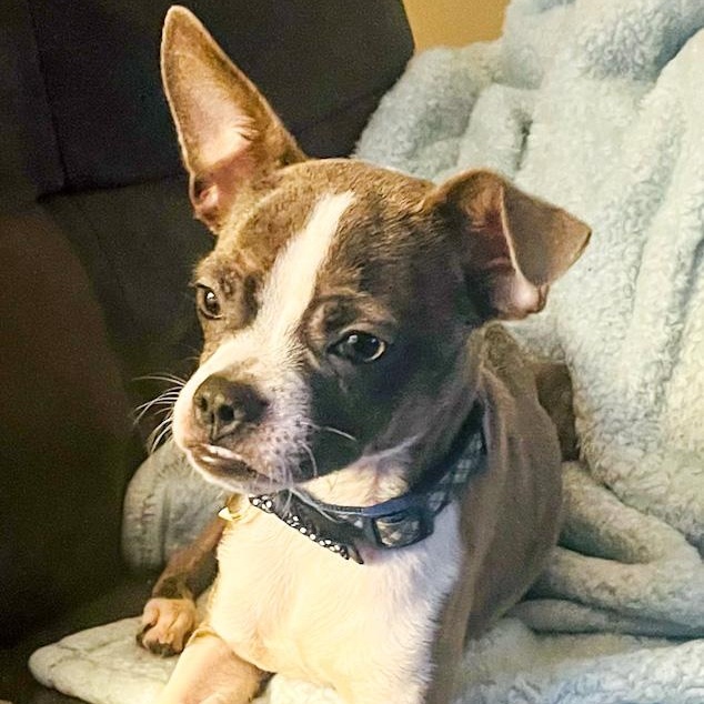 Rex, ADOPTABLE, Adult Male Boston Terrier & Chihuahua.