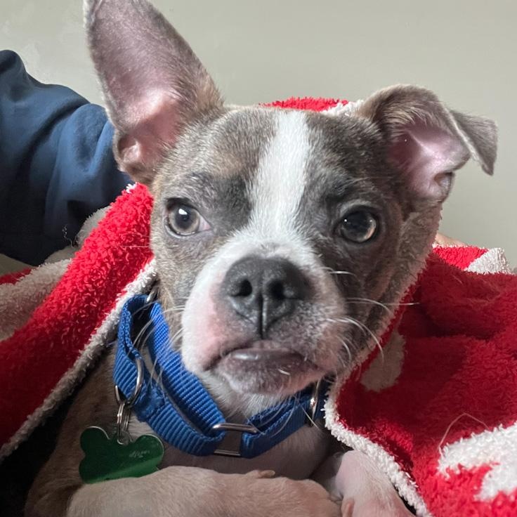 Enlarge Rex, a ADOPTABLE mixed breed in Toledo, OH image 5/5