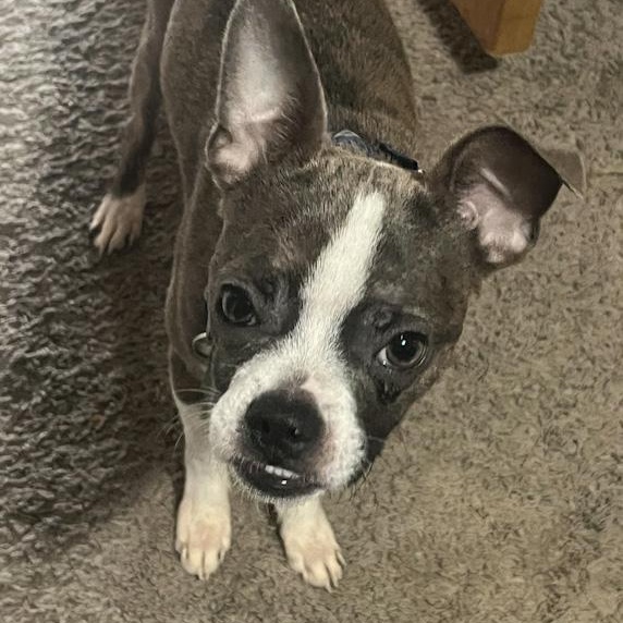 Enlarge Rex, a ADOPTABLE mixed breed in Toledo, OH image 4/5