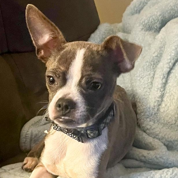 Enlarge Rex, a ADOPTABLE mixed breed in Toledo, OH image 3/4