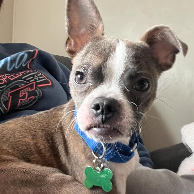 Rex, ADOPTABLE, Adult Male Boston Terrier & Chihuahua.