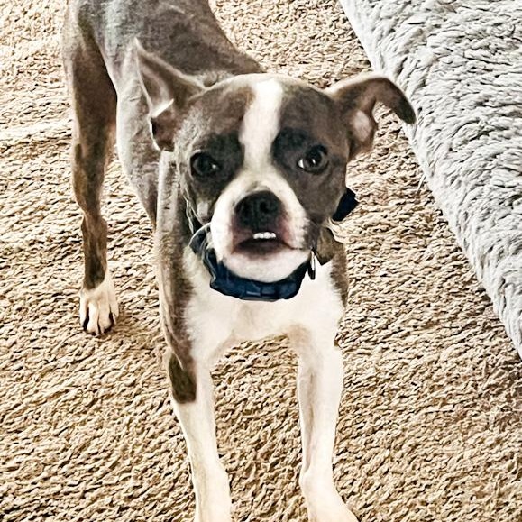 Enlarge Rex, a ADOPTABLE mixed breed in Toledo, OH image 4/4