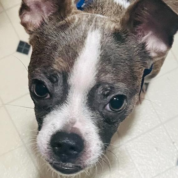 Enlarge Rex, a ADOPTABLE mixed breed in Toledo, OH image 2/4