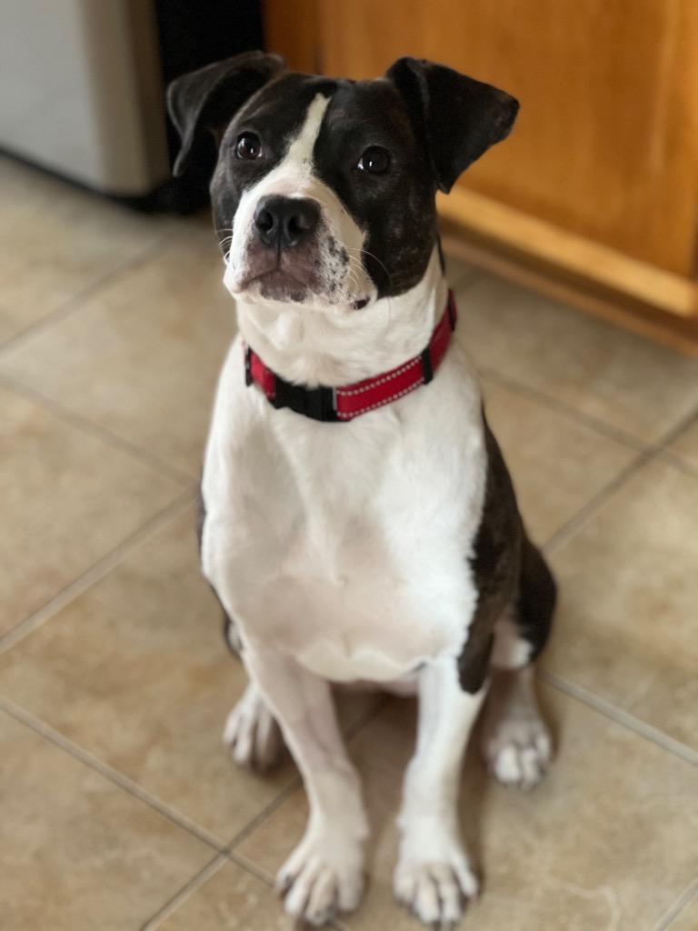 Enlarge Lumi, a Adoptable mixed breed in Valparaiso, IN image 2/4