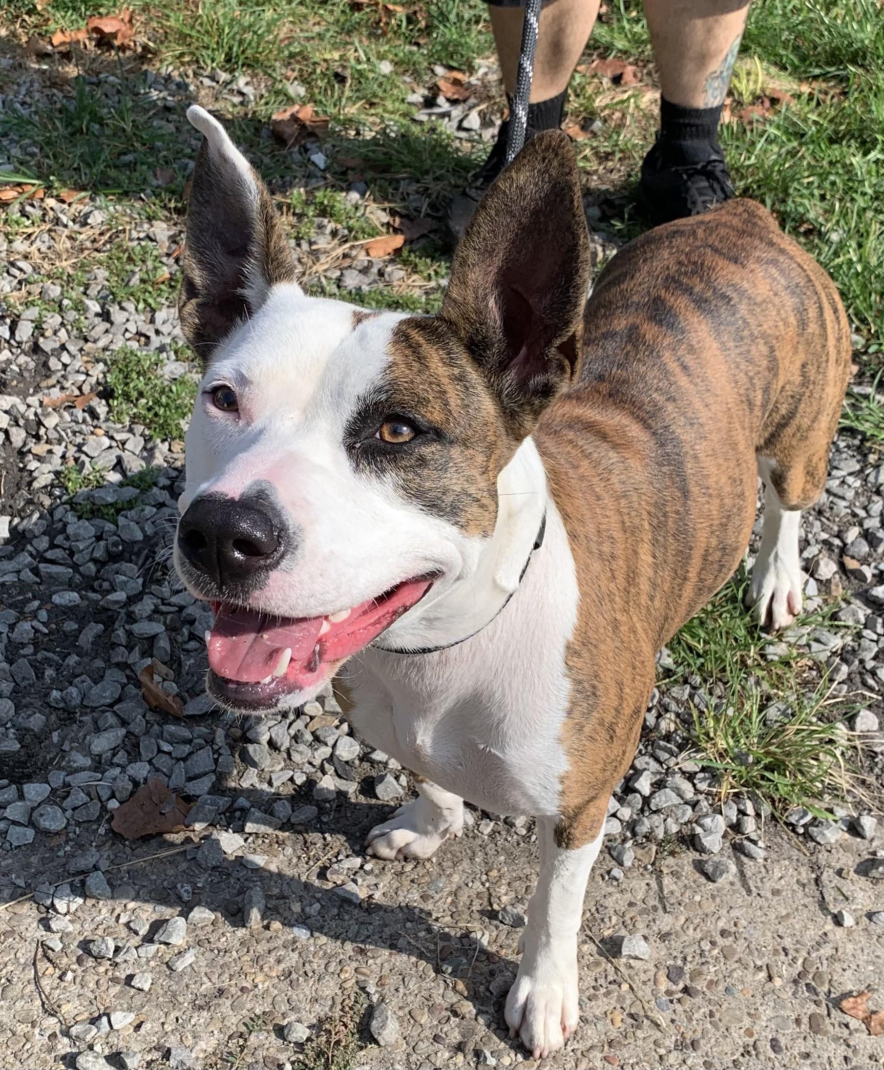 Enlarge Heather, a Adoptable mixed breed in McKeesport, PA image 1/6