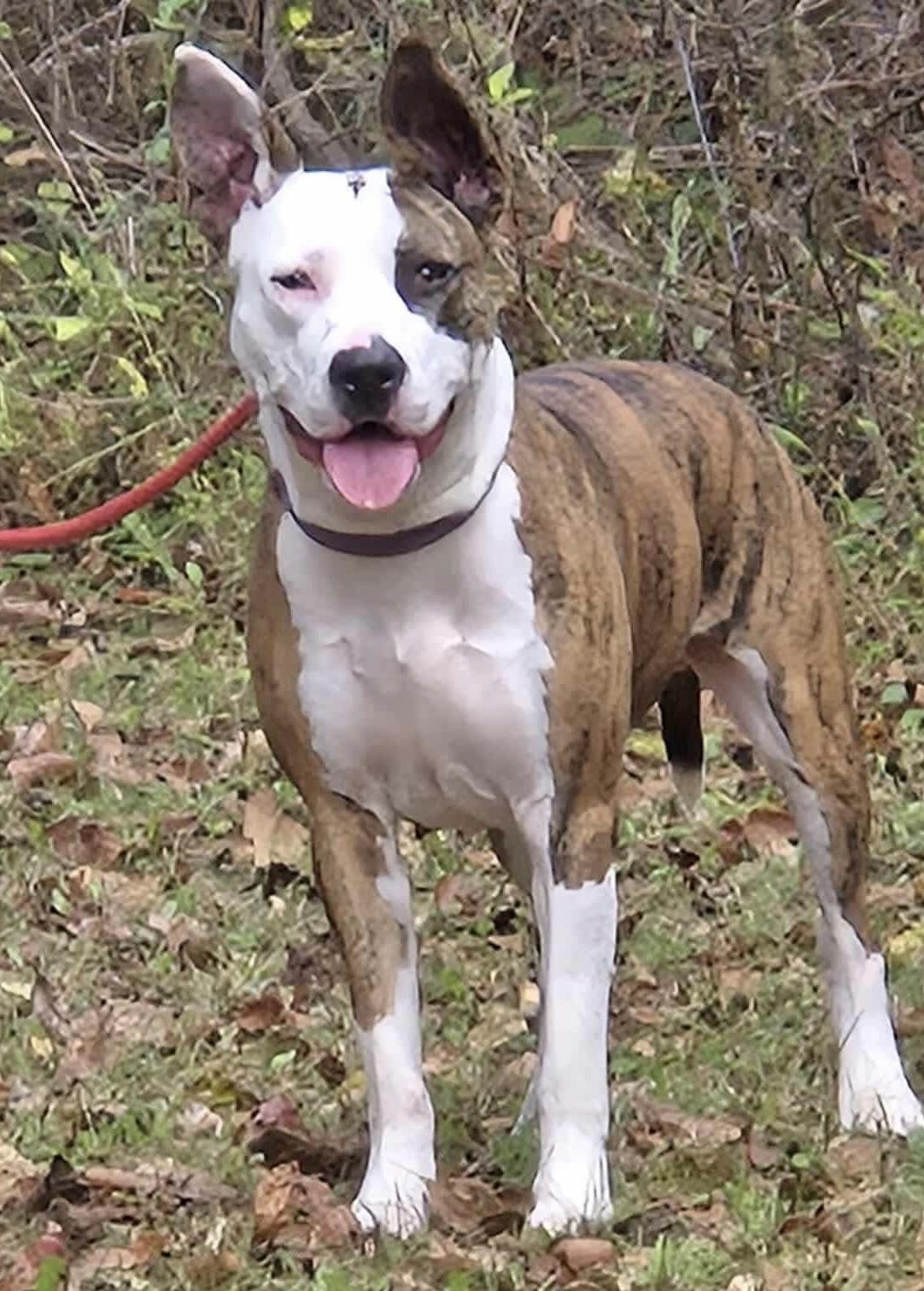 Enlarge Heather, a Adoptable mixed breed in McKeesport, PA image 2/6