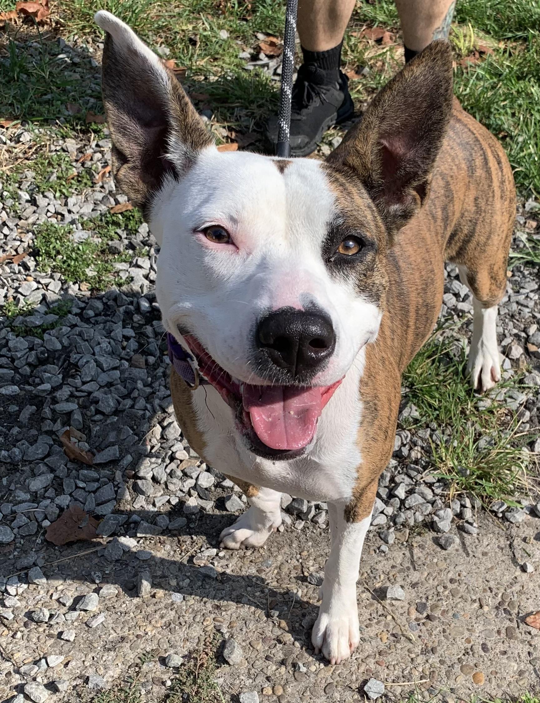Enlarge Heather, a Adoptable mixed breed in McKeesport, PA image 3/6