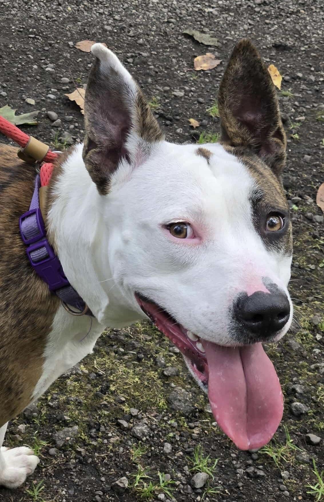 Enlarge Heather, a Adoptable mixed breed in McKeesport, PA image 4/6