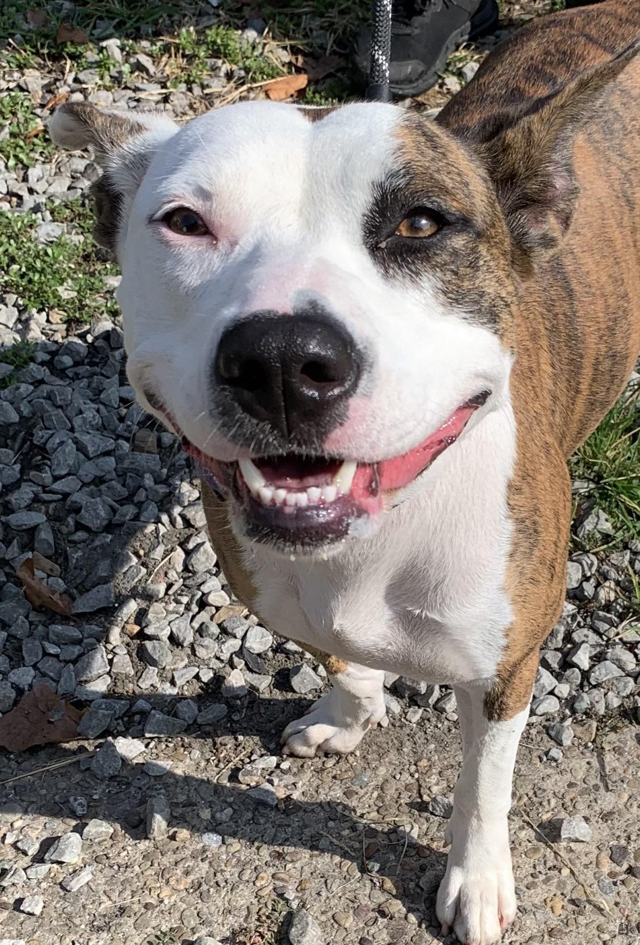 Enlarge Heather, a Adoptable mixed breed in McKeesport, PA image 5/6