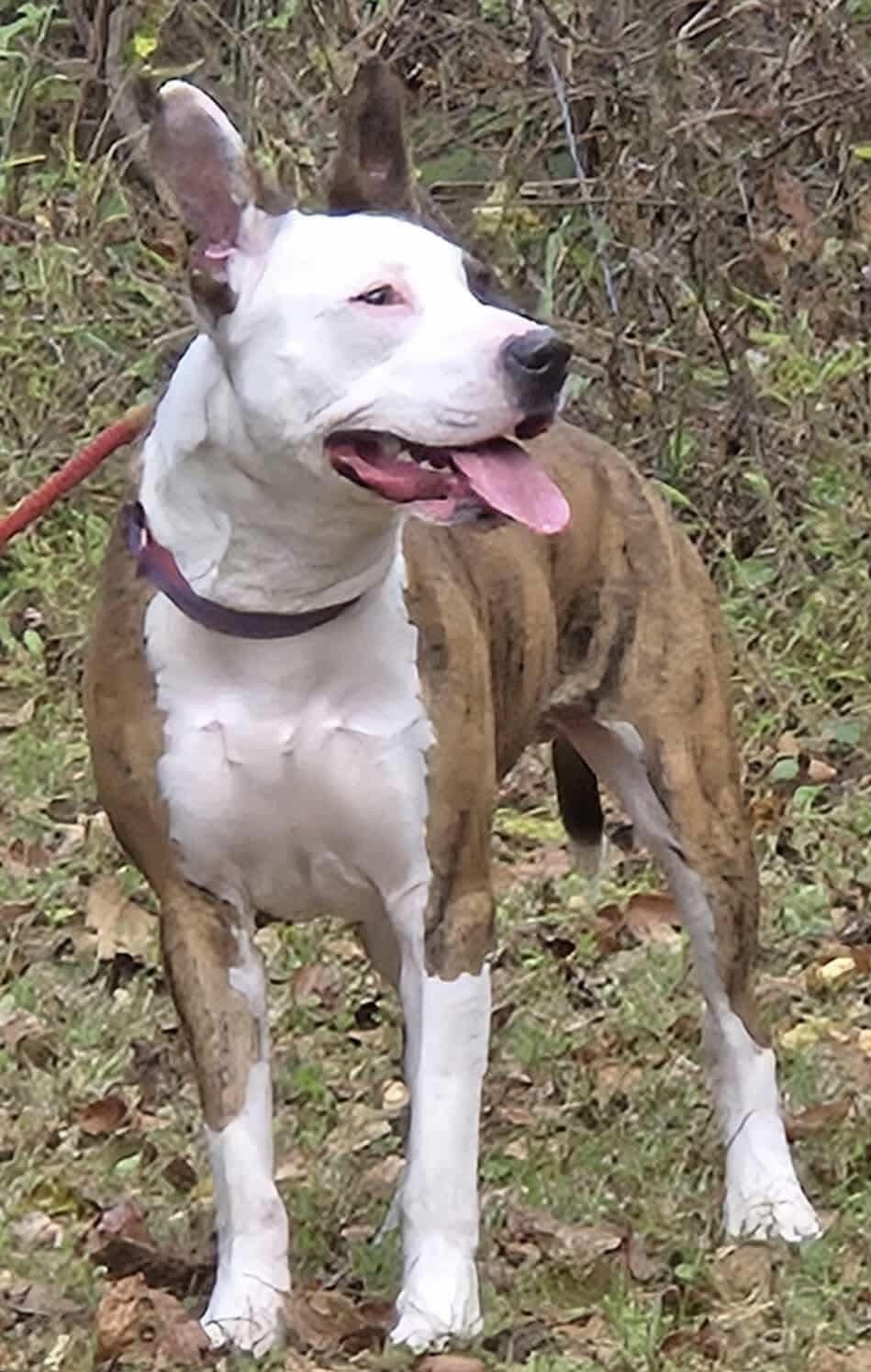 Enlarge Heather, a Adoptable mixed breed in McKeesport, PA image 6/6