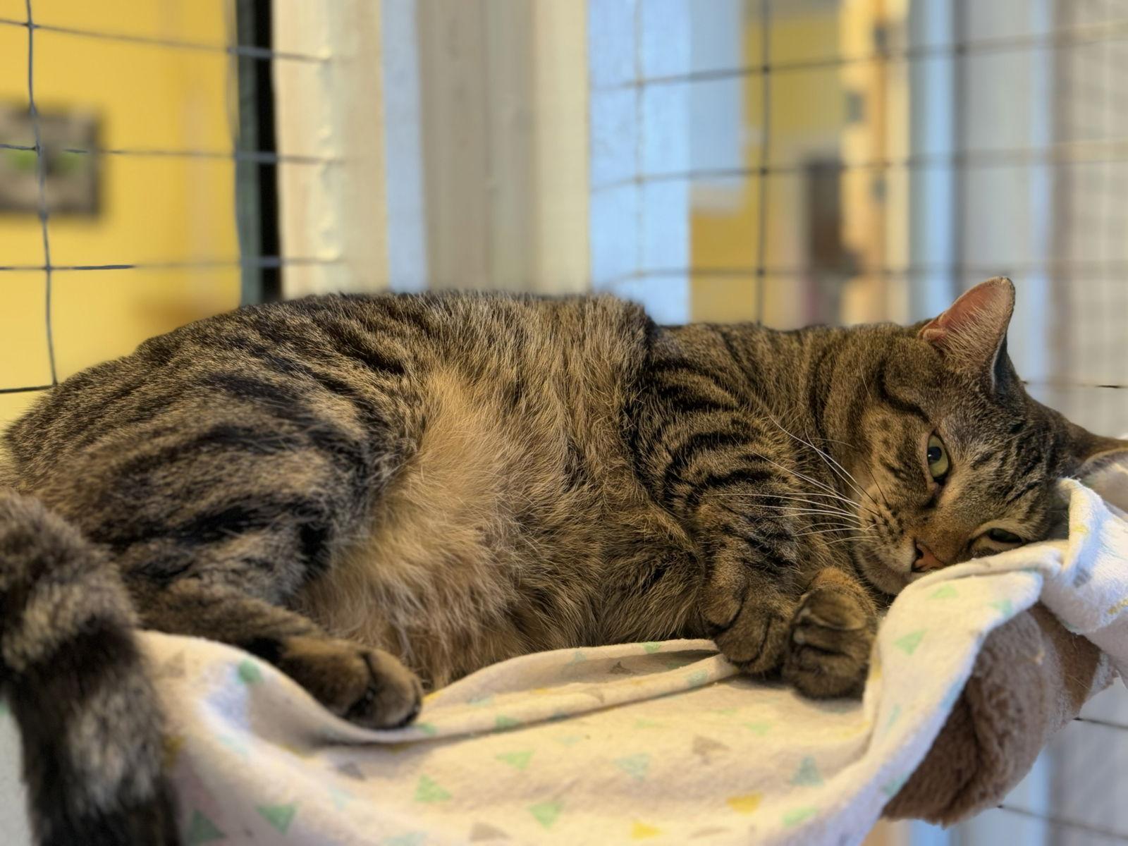 Enlarge Iris, a Adoptable mixed breed in Flint Hill, VA image 1/3