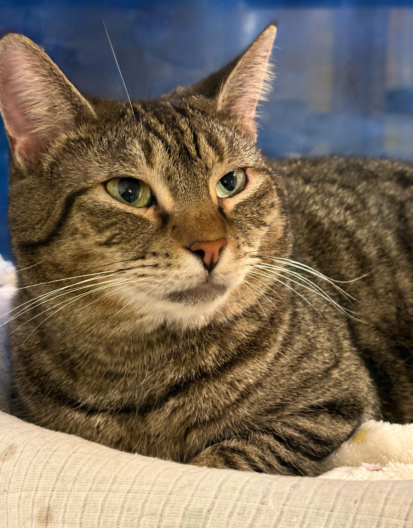 Enlarge Iris, a Adoptable mixed breed in Flint Hill, VA image 2/3