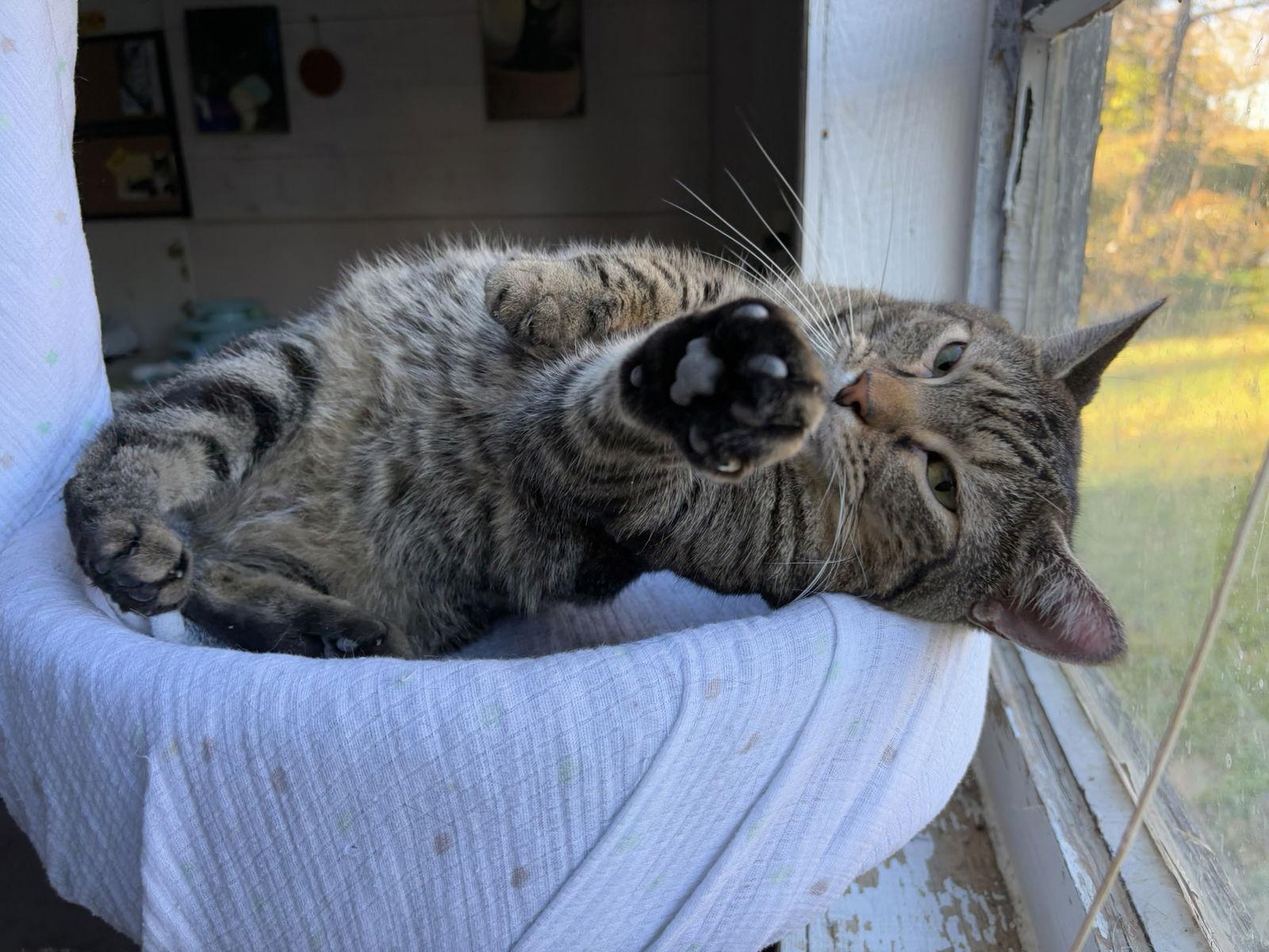 Enlarge Iris, a Adoptable mixed breed in Flint Hill, VA image 2/3