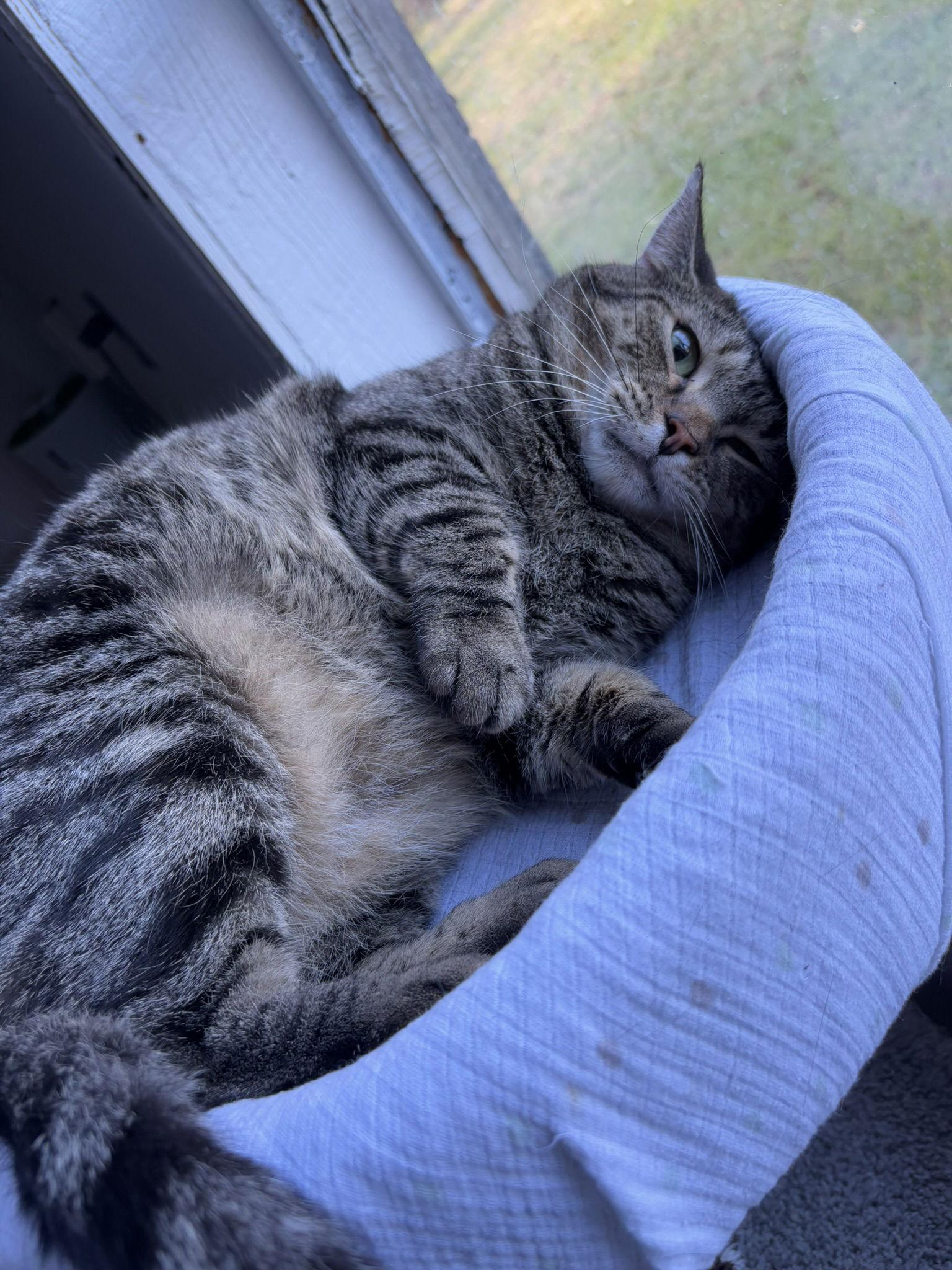 Enlarge Iris, a Adoptable mixed breed in Flint Hill, VA image 3/3