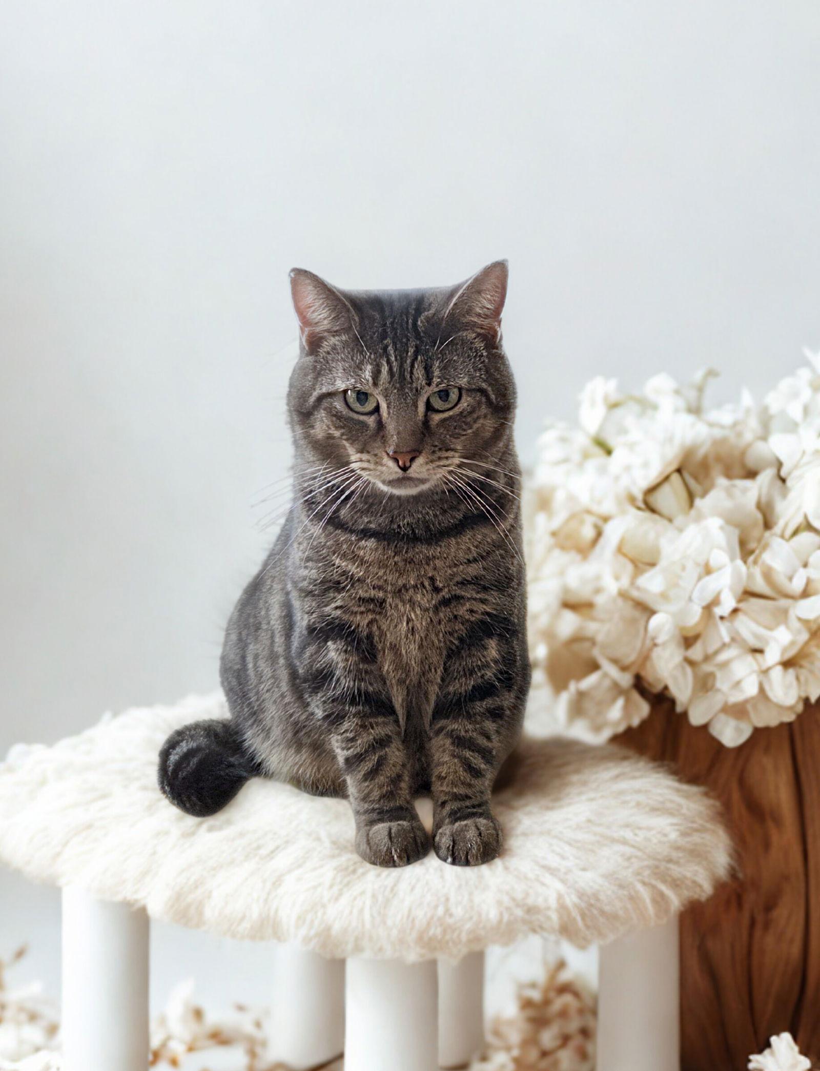 Enlarge Iris, a Adoptable mixed breed in Flint Hill, VA image 3/3