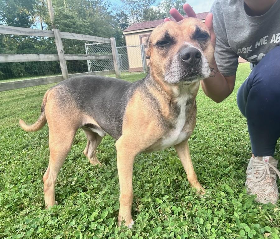 Seal, Adoptable, Senior Male Pit Bull Terrier & Hound.