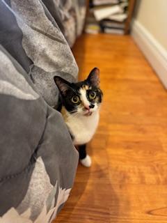 Enlarge Kibble, a Adoptable Calico in Boca Raton, FL image 1/3