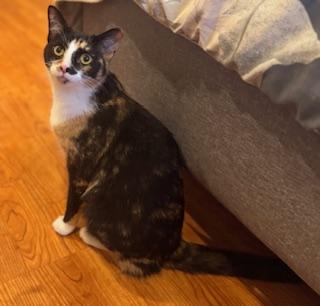 Enlarge Kibble, a Adoptable Calico in Boca Raton, FL image 2/3