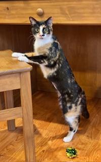 Kibble, Adoptable, Adult Female Calico.