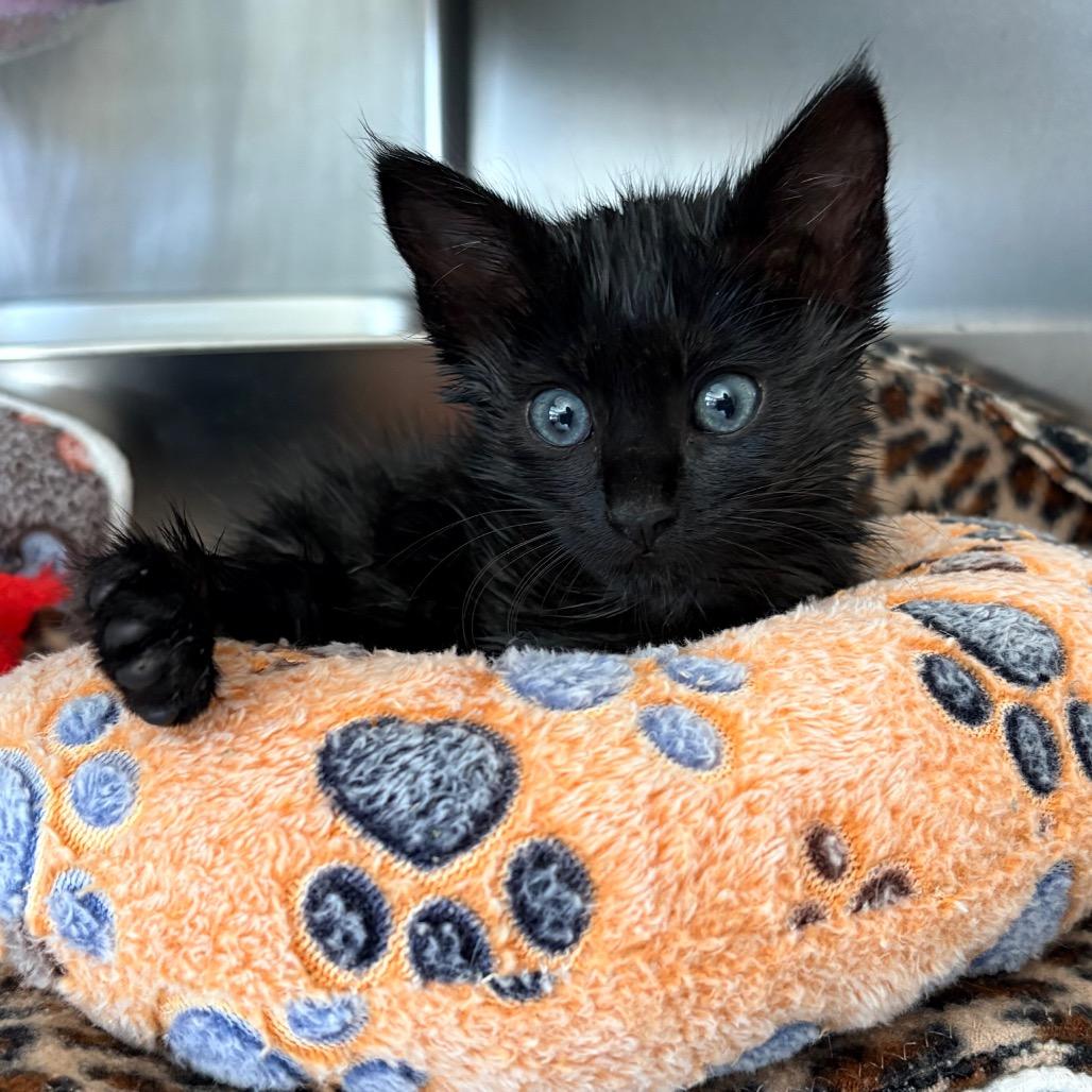 Enlarge Sweetie Pie, an adopted Domestic Short Hair in Blackfoot, ID image 1/1