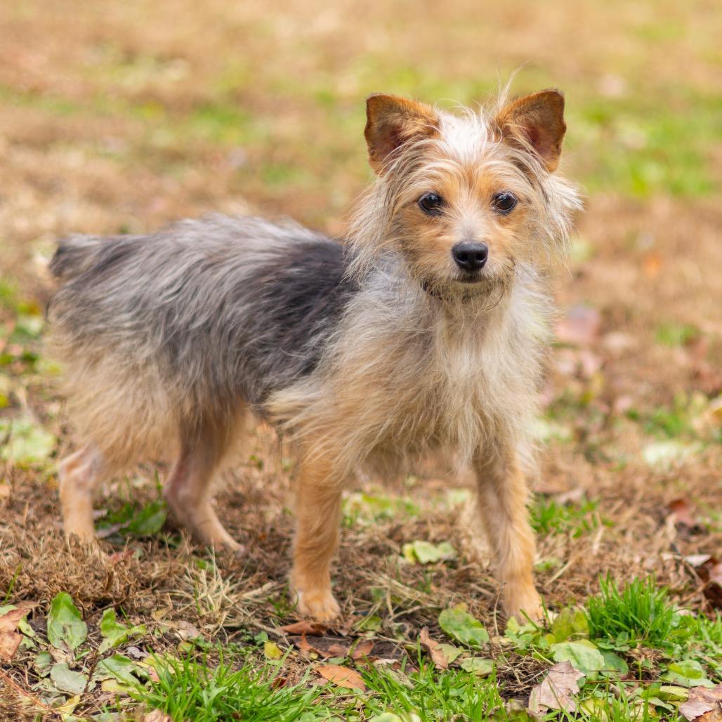 Oliver, Adoptable, Senior Male Yorkshire Terrier.
