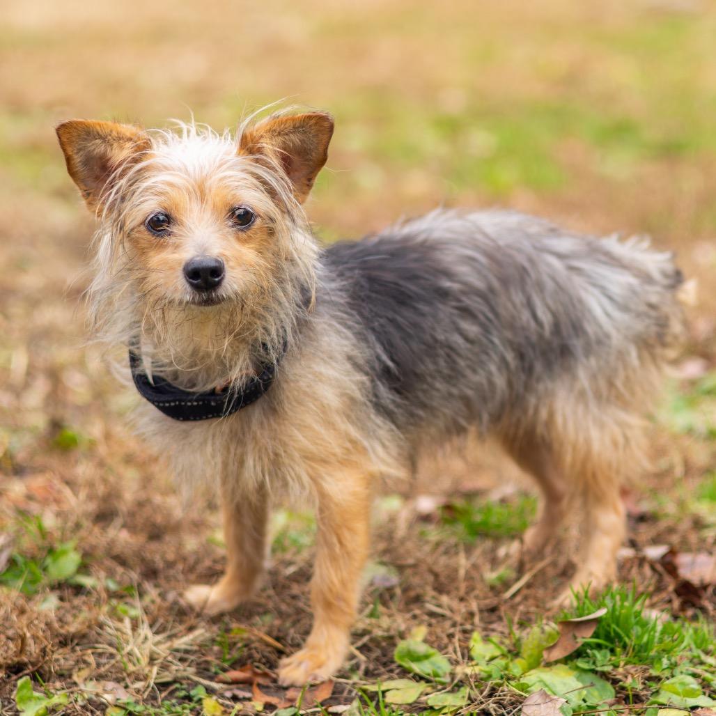 Oliver, a Adoptable Yorkshire Terrier in Newark, DE image 2/4