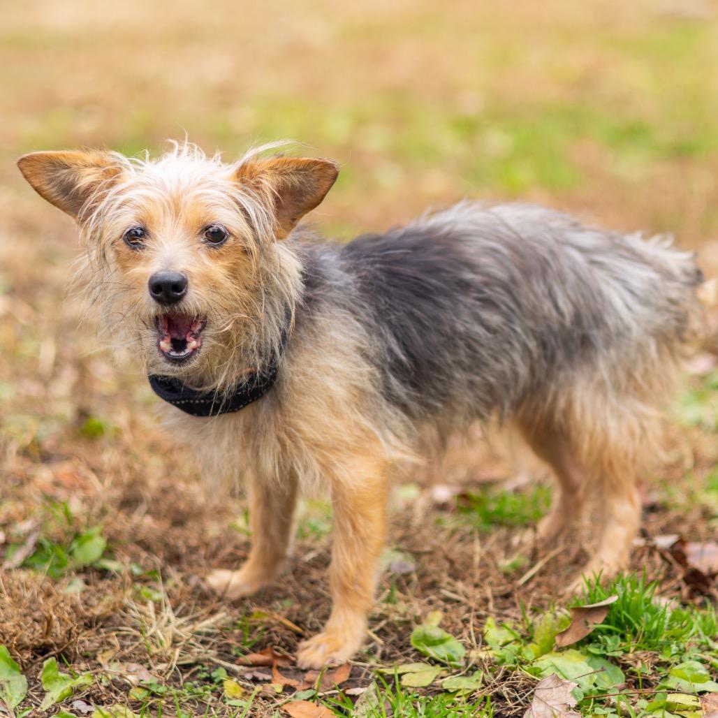 Oliver, a Adoptable Yorkshire Terrier in Newark, DE image 3/4