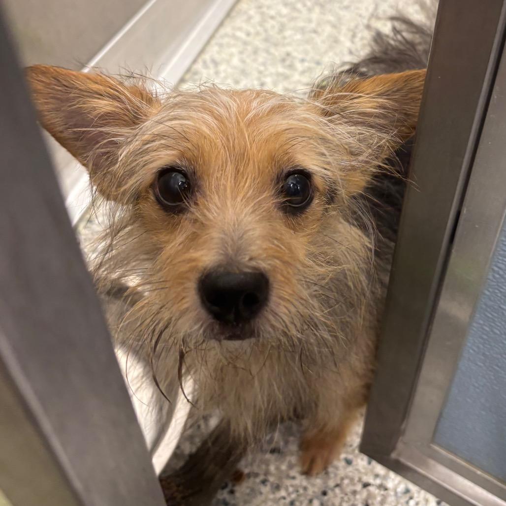Oliver, a Adoptable Yorkshire Terrier in Newark, DE image 4/4
