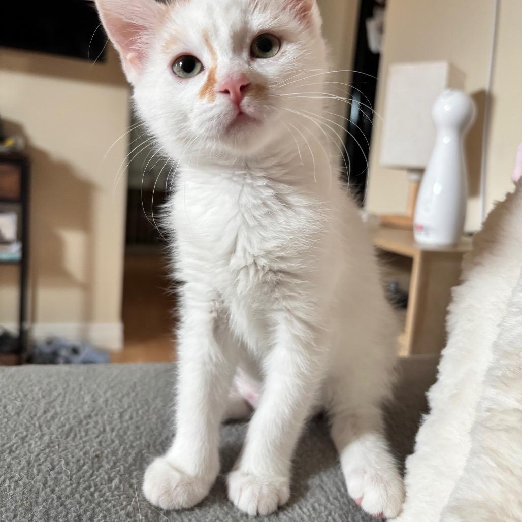 Rikki, Adoptable, Kitten Female Domestic Short Hair & Domestic Short Hair.