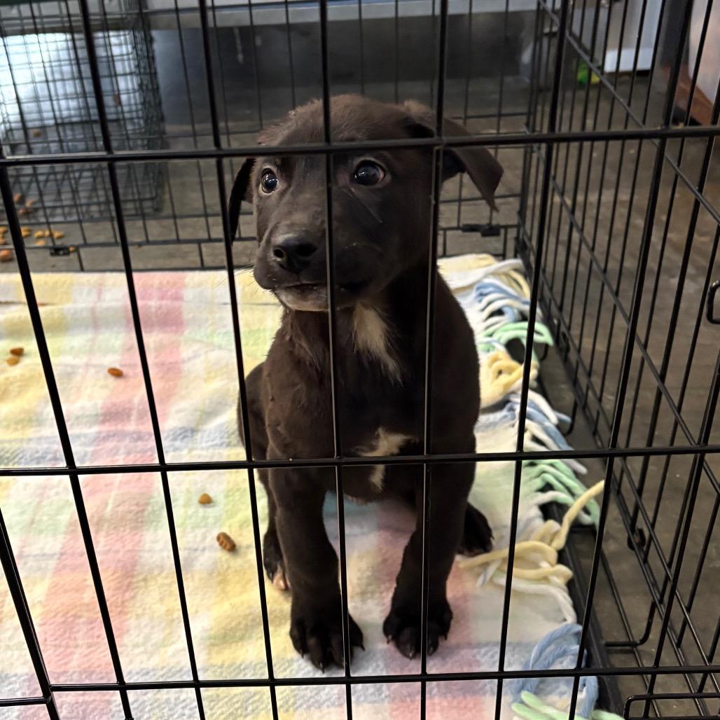 Spade, Adoptable, Young Male Black Labrador Retriever.