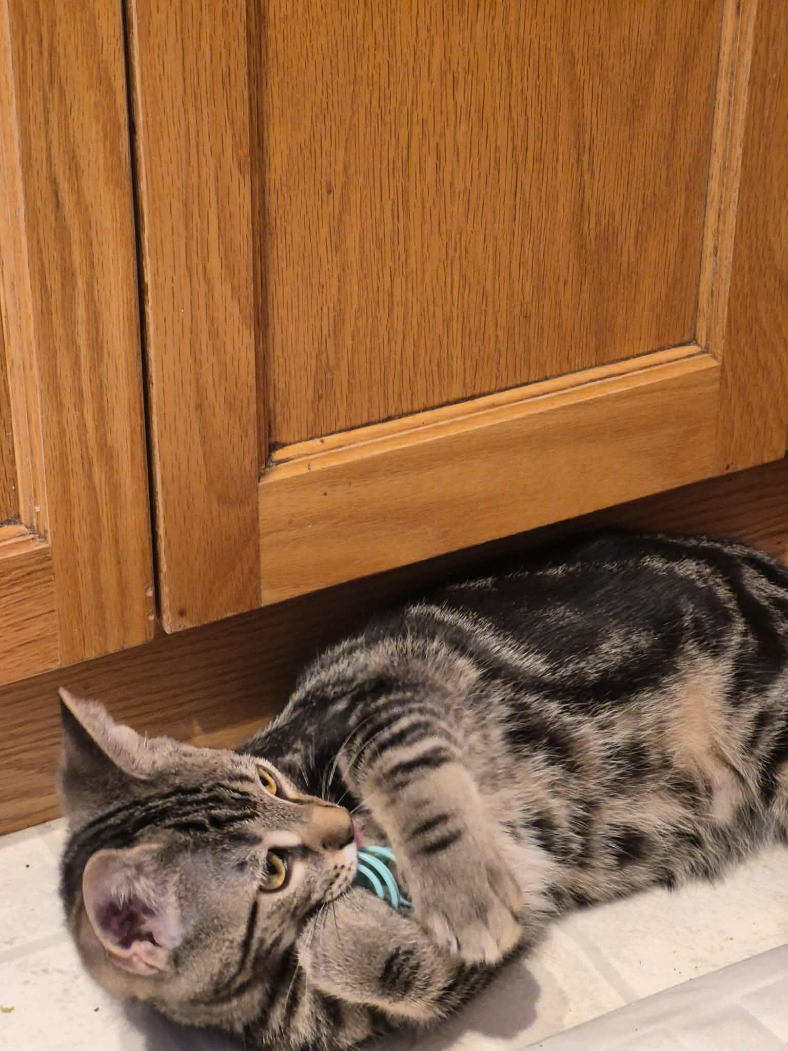 Keith, a ADOPTABLE Domestic Short Hair in Shakespeare, ON image 6/6