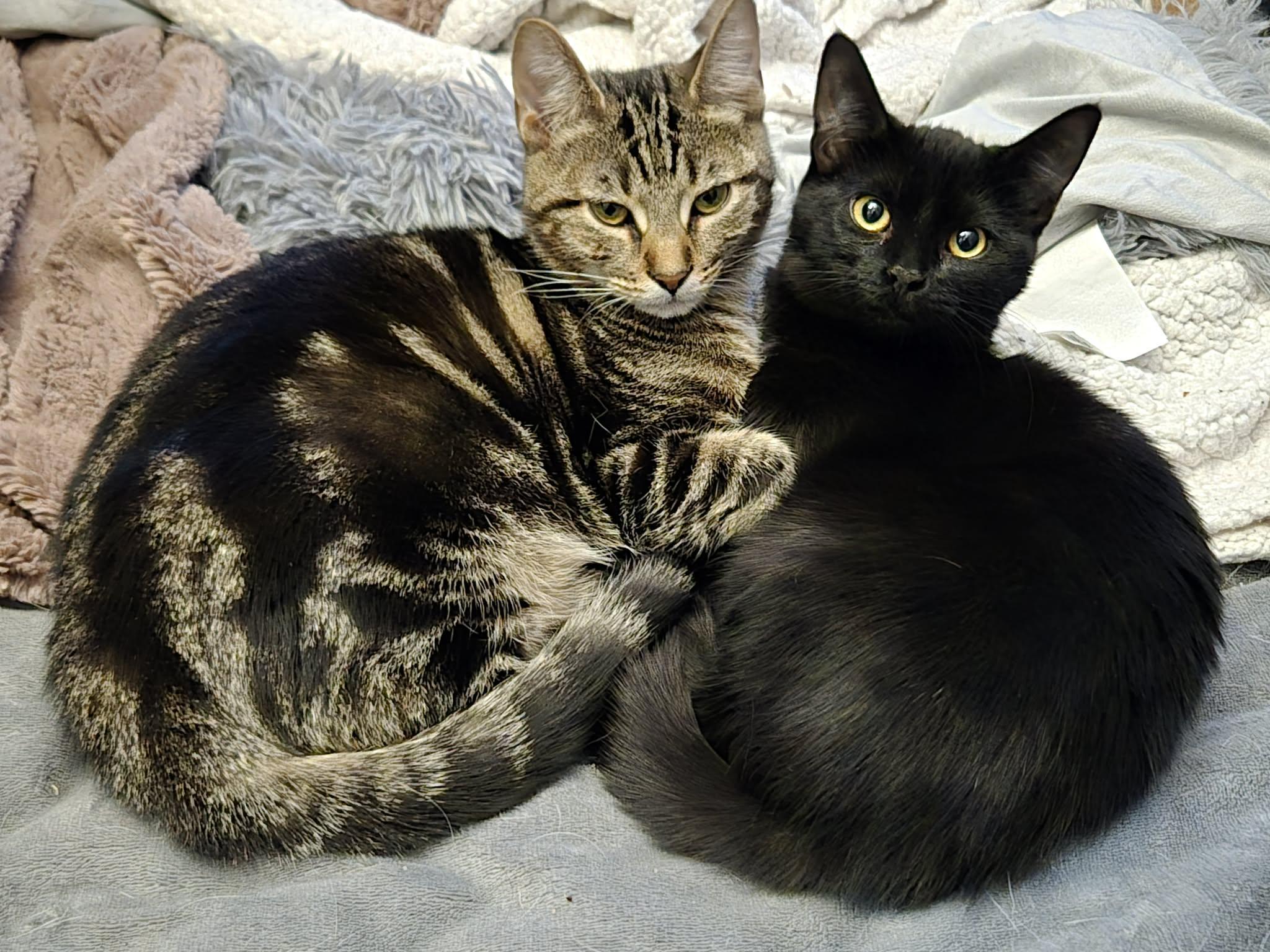 Keith, a ADOPTABLE Domestic Short Hair in Shakespeare, ON image 2/6