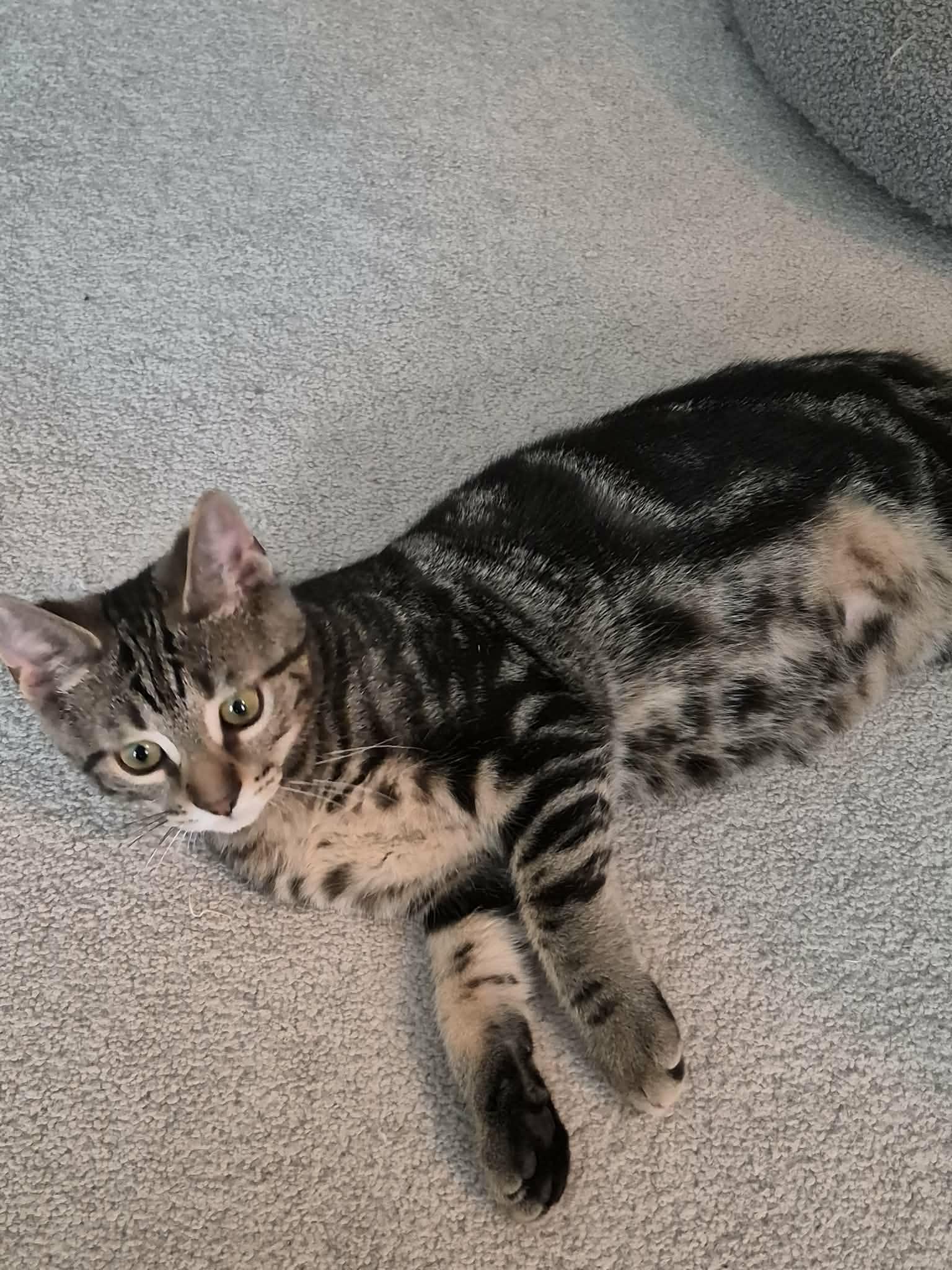 Keith, ADOPTABLE, Kitten Male Domestic Short Hair.