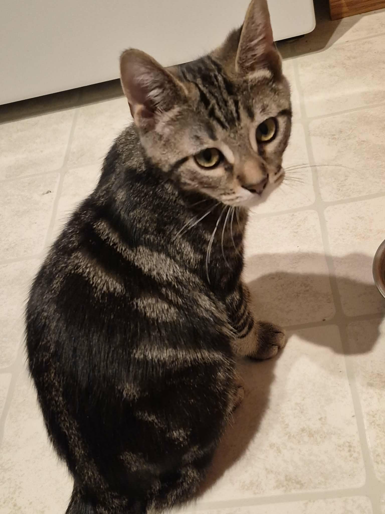 Keith, a ADOPTABLE Domestic Short Hair in Shakespeare, ON image 3/6