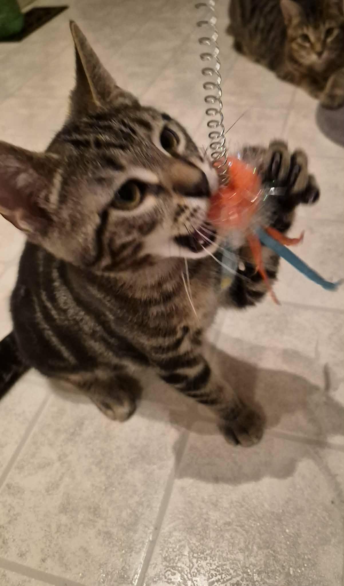 Keith, a ADOPTABLE Domestic Short Hair in Shakespeare, ON image 4/6