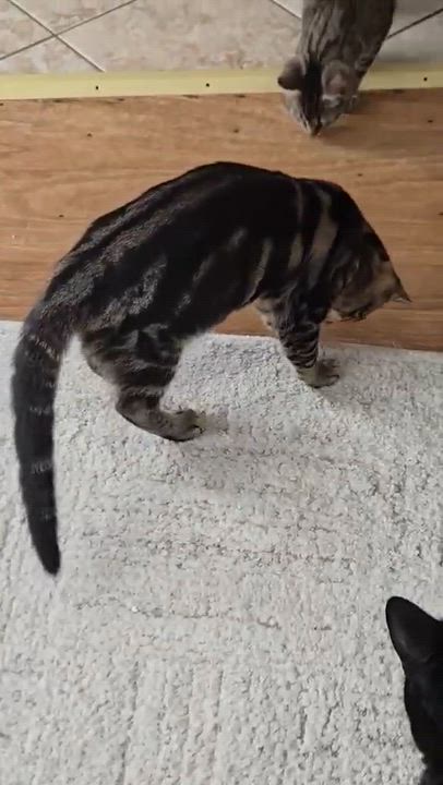 Enlarge Keith, a ADOPTABLE Domestic Short Hair in Shakespeare, ON video 5/6