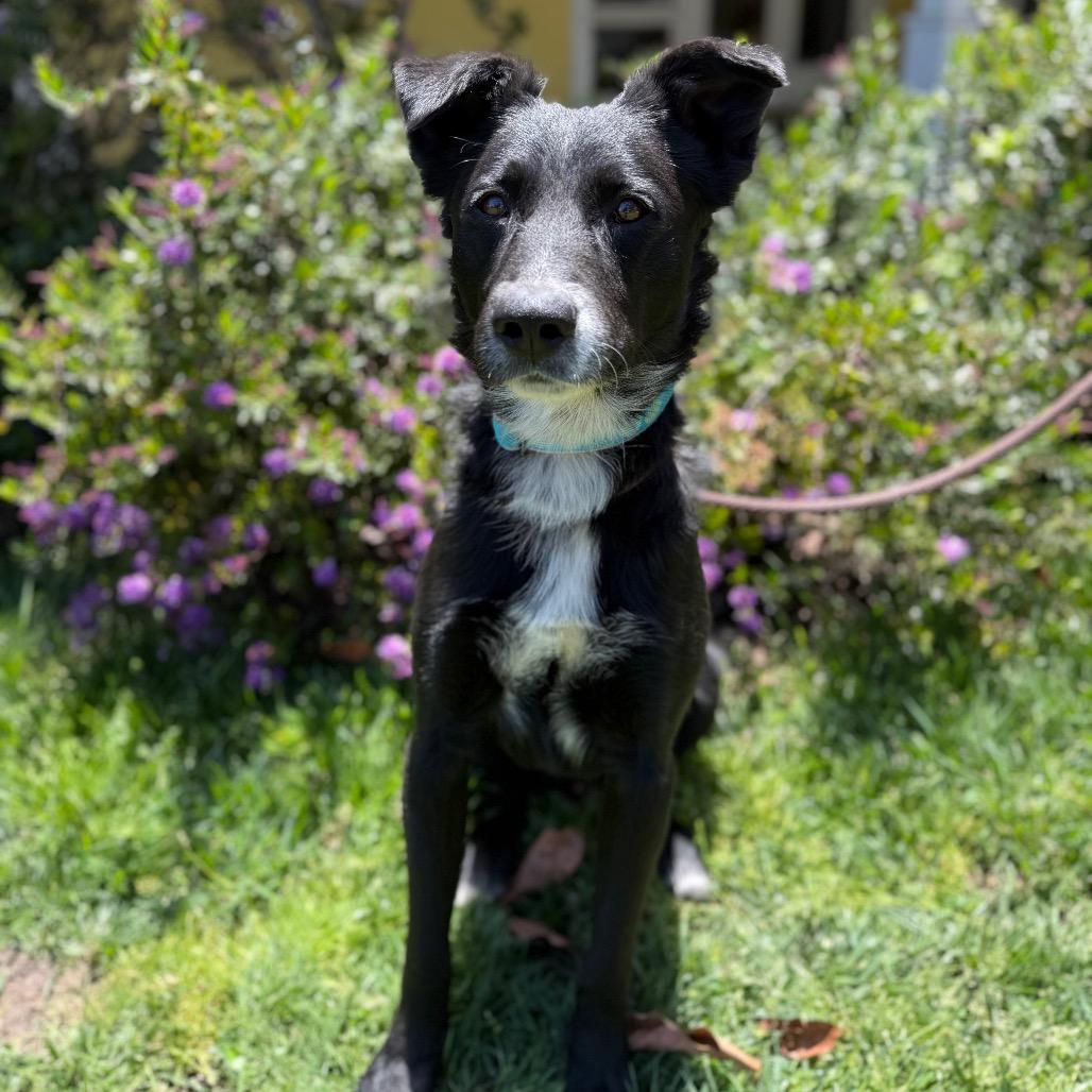 Enlarge Sully, a Adoptable mixed breed in Santa Barbara, CA image 1/6